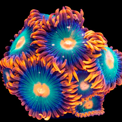 Gatorade Zoanthids