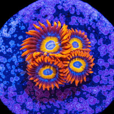 Blondie Zoanthids