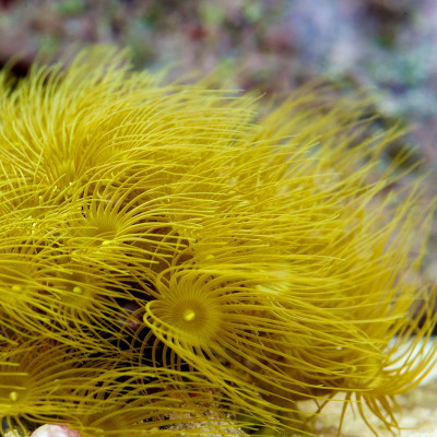 Yellow Parazoanthus Polyps