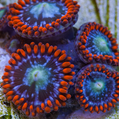 Starscream Zoanthids