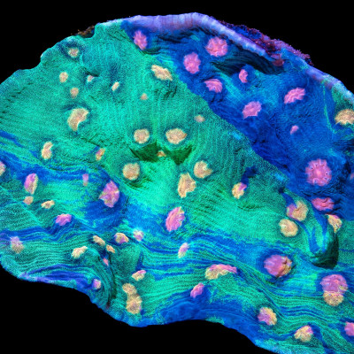 TG Galactic Prism Chalice