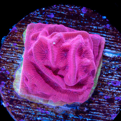 Pink Flamingo Leptoseris