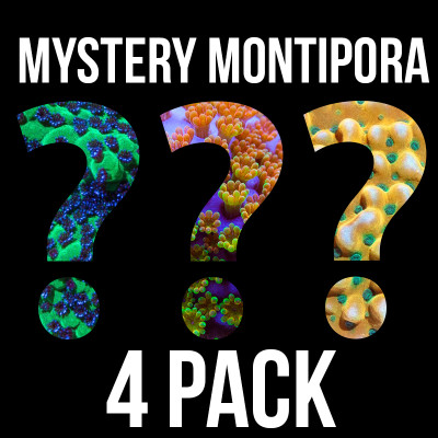 Mystery Montipora 4 Pack