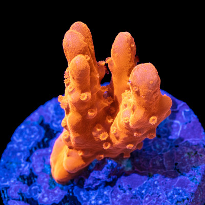 Orange Montipora setosa