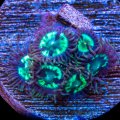 Mean Green Zoanthids
