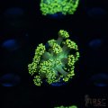Neon Green Goniopora