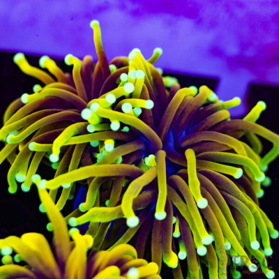 Sungod Gold Torch D10