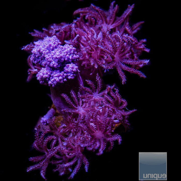 Koji Wada Pink Nepthea