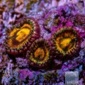 Buttmuncher Zoanthids