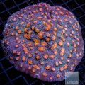 ACI Silver Surfer War Coral