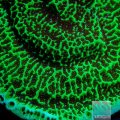 ACI Tropicana Montipora