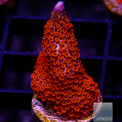 Forest Fire Digi-WYSIWYG