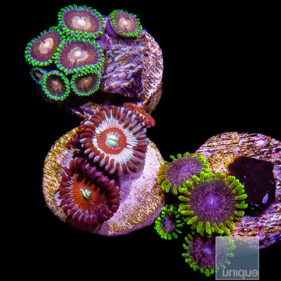 Zoanthid Frag Pack Ft. Unique Corals Atmosphere-WYSIWYG