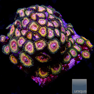 Zoanthus sp. Fallen Icarus Zoanthid- Stock Frag 3 Polyp