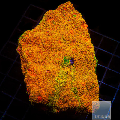 Echinophyllia sp. Mummy Eye Chalice- Stock Frag 1"