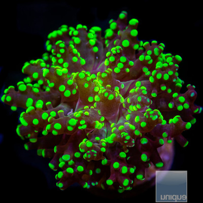 Neon Green Octospawn Frag-WYSIWYG