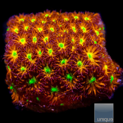 Yellow Eye Leptastrea Frag-WYSIWYG