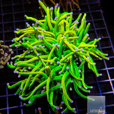 Euphyllia glabrescens Holy Grail Torch Large Frag-WYSIWYG