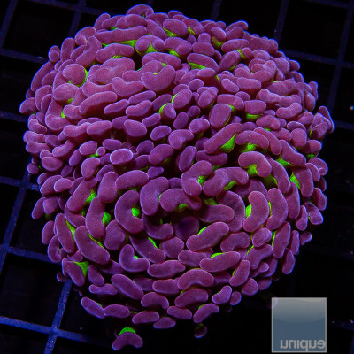 Euphyllia paraancora Splattered Green and Purple Wall Hammer Frag-WYSIWYG