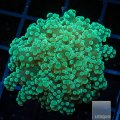 Green Octospawn