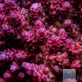 Hyacinthus Acropora