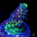 Nuclear Grapes Acropora