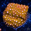 Wwc Butterscotch Cyphastrea