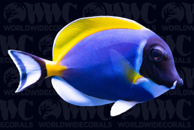 Powder Blue Tang - Sri Lanka/Sumatra