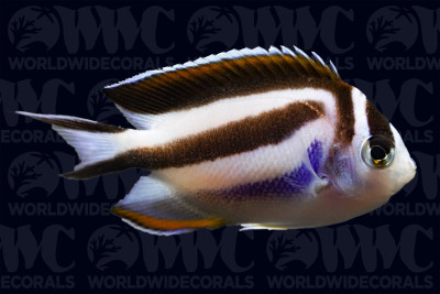 Bellus Blue Angelfish - Female - Indonesia