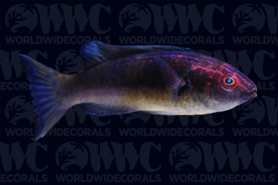 Dusky Brunneus Fairy Wrasse - Philippines