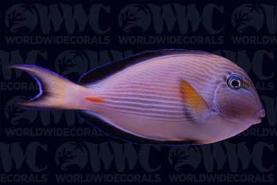 Sohal Tang - Djibouti