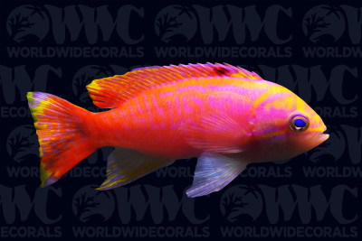 Bimaculatus Anthias - Male - Maldives