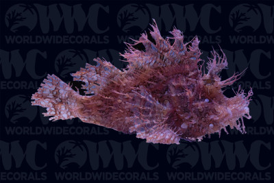 Purple/Red Frilly Rhinopias Scorpionfish - Philippines