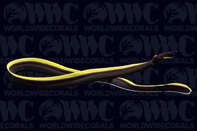 Black Ribbon Eel - Philippines