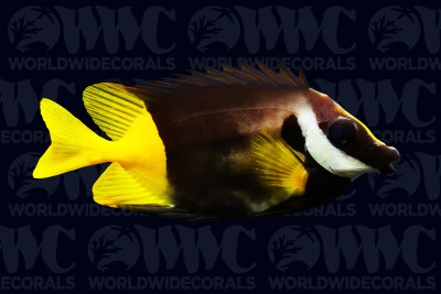 Fiji Foxface Rabbitfish - Fiji