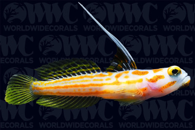 Yasha Goby Aquacultured - USA