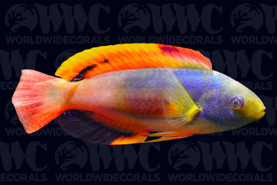 Scott's Fairy Wrasse - Australia