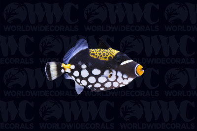 Clown Triggerfish - Philippines