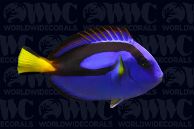 Blue Hippo Tang - Papua New Guinea