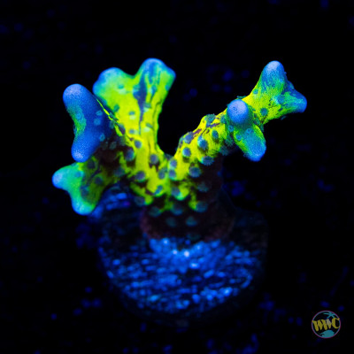 Golden Rod Grafted Anacropora