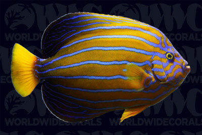 Blue Line Angelfish - Adult - Taiwan