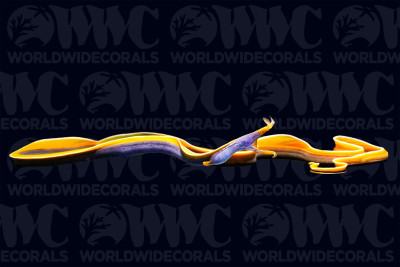 Blue Ribbon Eel - Philippines