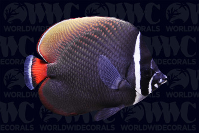 Pakistan Butterflyfish - Sri Lanka