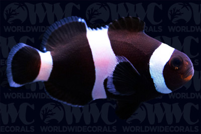 Darwin Ocellaris Clownfish - Aquacultured - USA