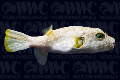 Stars and Stripes Puffer - Philippines