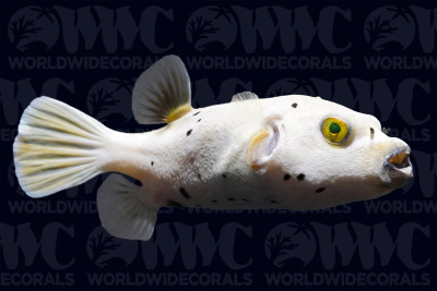 Dogface Pufferfish - Philippines