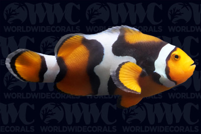 Black Picasso P2 Percula Clownfish - Aquacultured Bali Aquarich - Indonesia