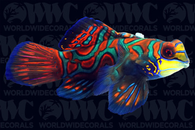 Green Mandarin - Philippines