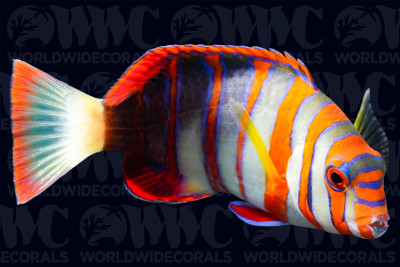 Harlequin Tusk Wrasse - Philippines