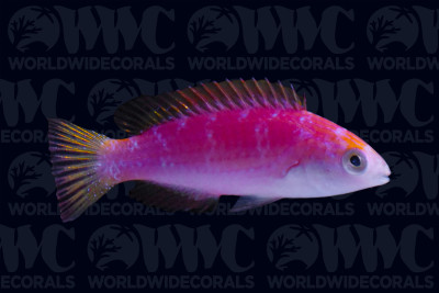 Johnson's Fairy Wrasse - Marshall Islands